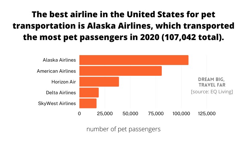 55+ Pet Travel Statistics (UpToDate 2023 Figures)